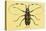 Beetle: Lamia Tricincta-Sir William Jardine-Stretched Canvas