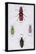 Beetles from North and South America and Spain-Sir William Jardine-Stretched Canvas