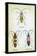 Beetles: Lamia Ornata, L. Formosa and Desmocerus Cyaneus-Sir William Jardine-Stretched Canvas