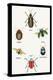 Beetles of Brazil, Britain, England and Saint Domingo-Sir William Jardine-Stretched Canvas