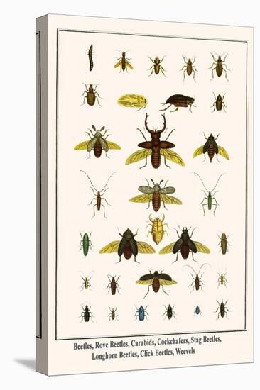 Beetles, Rove Beetles, Carabids, Cockchafers, Stag Beetles, Longhorn Beetles, Click Beetles, Weevel-Albertus Seba-Stretched Canvas