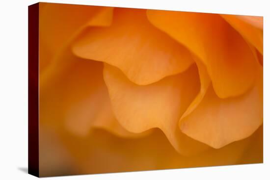 Begonia Glow II-Rita Crane-Premier Image Canvas