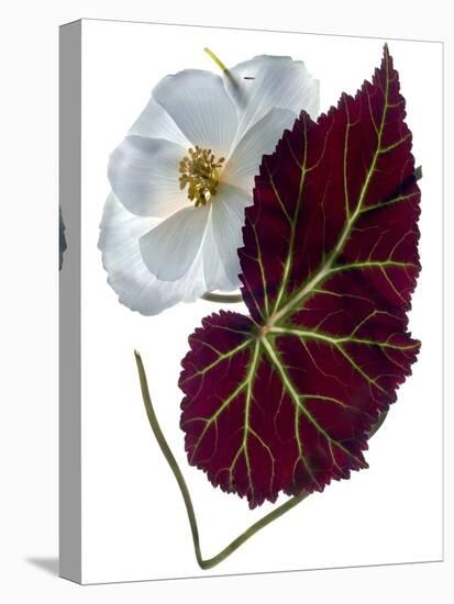 Begonia White-Julia McLemore-Premier Image Canvas