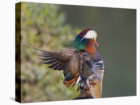 Beijing China, Male Mandarin Duck flapping wings-Alice Garland-Premier Image Canvas