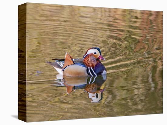 Beijing, China, Male mandarin duck swimming in pond-Alice Garland-Premier Image Canvas