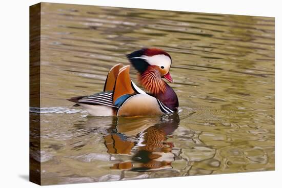 Beijing, China, Male mandarin duck swimming in pond-Alice Garland-Premier Image Canvas