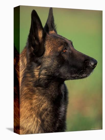 Belgian Malinois / Shepherd Dog Profile Portrait-Adriano Bacchella-Premier Image Canvas