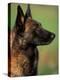 Belgian Malinois / Shepherd Dog Profile Portrait-Adriano Bacchella-Premier Image Canvas