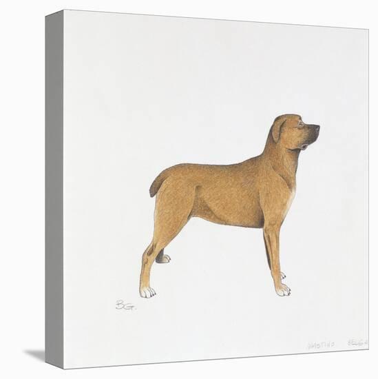 Belgian Mastiff-null-Premier Image Canvas