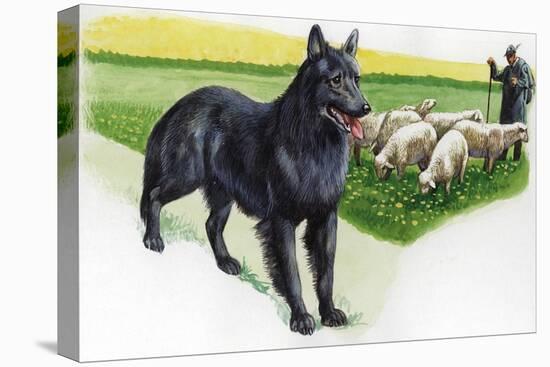 Belgian Sheepdog (Canis Lupus Familiaris) Guarding Flock-null-Premier Image Canvas