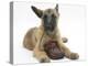 Belgian Shepherd Dog Puppy, Antar, 10 Weeks, Chewing a Child's Shoe-Mark Taylor-Premier Image Canvas