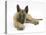 Belgian Shepherd Dog Puppy, Antar, 10 Weeks, Lying with Chin on Crossed Paws-Mark Taylor-Premier Image Canvas