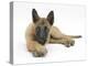Belgian Shepherd Dog Puppy, Antar, 10 Weeks, Lying with Chin on Crossed Paws-Mark Taylor-Premier Image Canvas