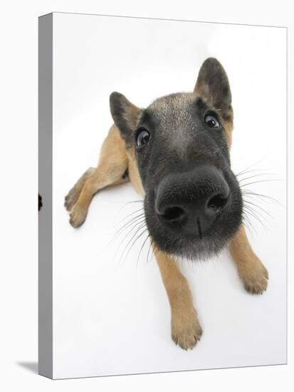 Belgian Shepherd Dog Puppy, Antar, 10 Weeks, Lying with Head Raised-Mark Taylor-Premier Image Canvas