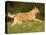 Belgian Shepherd Dog-Thorsten Milse-Premier Image Canvas