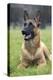 Belgian Shepherd-null-Premier Image Canvas