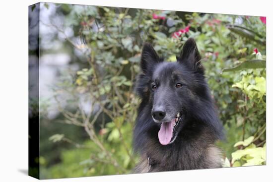 Belgian Tervurens Shepherd 06-Bob Langrish-Premier Image Canvas