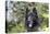 Belgian Tervurens Shepherd 06-Bob Langrish-Premier Image Canvas