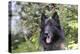 Belgian Tervurens Shepherd 06-Bob Langrish-Premier Image Canvas