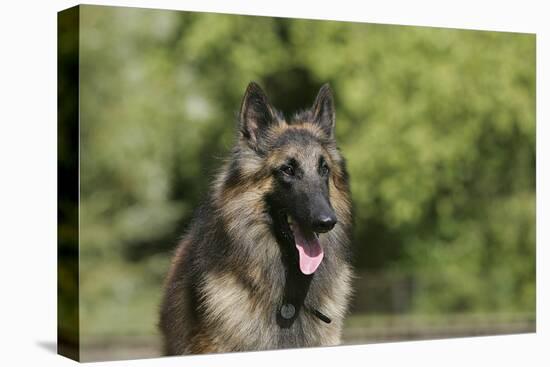 Belgian Tervurens Shepherd 18-Bob Langrish-Premier Image Canvas