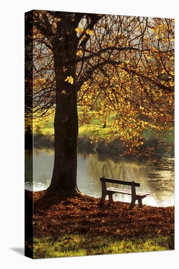 Belgium Bench in Park in Autumn by Beech Tree and Lake-null-Premier Image Canvas