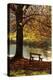 Belgium Bench in Park in Autumn by Beech Tree and Lake-null-Premier Image Canvas