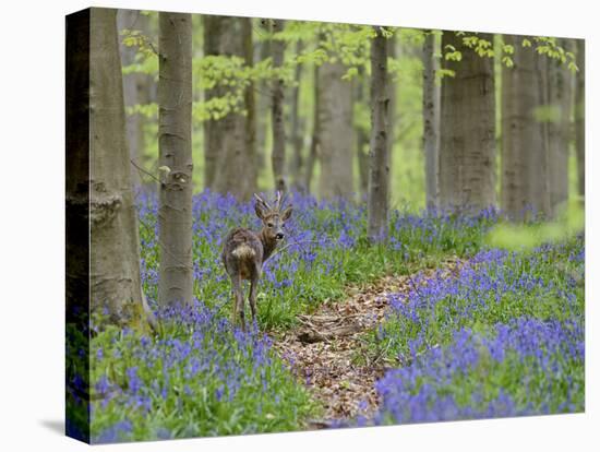 Belgium, Flanders, 'Hallerbos' (Forest), Roe Deer, Capreolus Capreolus-Andreas Keil-Premier Image Canvas