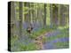Belgium, Flanders, 'Hallerbos' (Forest), Roe Deer, Capreolus Capreolus-Andreas Keil-Premier Image Canvas
