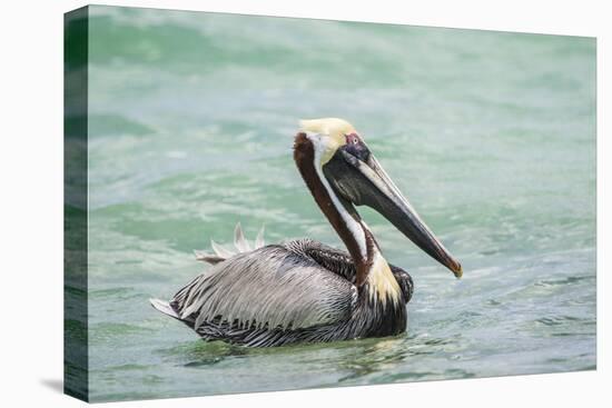 Belize, Ambergris Caye. Adult Brown Pelican floats on the Caribbean Sea.-Elizabeth Boehm-Premier Image Canvas