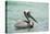 Belize, Ambergris Caye. Adult Brown Pelican floats on the Caribbean Sea.-Elizabeth Boehm-Premier Image Canvas