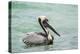 Belize, Ambergris Caye. Adult Brown Pelican floats on the Caribbean Sea.-Elizabeth Boehm-Premier Image Canvas