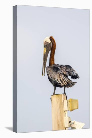 Belize, Ambergris Caye. Brown Pelican perched on top of a light pole.-Elizabeth Boehm-Premier Image Canvas