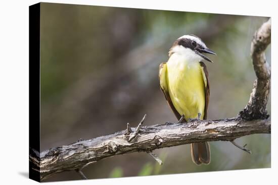 Belize, Ambergris Caye. Great Kiskadee calls from a perch.-Elizabeth Boehm-Premier Image Canvas