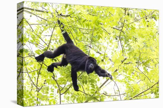 Belize, Central America. Howler Monkey. Their howling can travel up to 5 km-Tom Norring-Premier Image Canvas