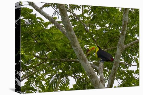 Belize, Central America. Keel-billed toucan.-Tom Norring-Premier Image Canvas
