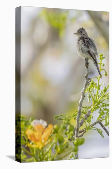 Belize, Central America. Morelet's Seedeater.-Tom Norring-Premier Image Canvas