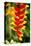 Belize, Central America. Orange and red parrots beak flower.-Tom Norring-Premier Image Canvas