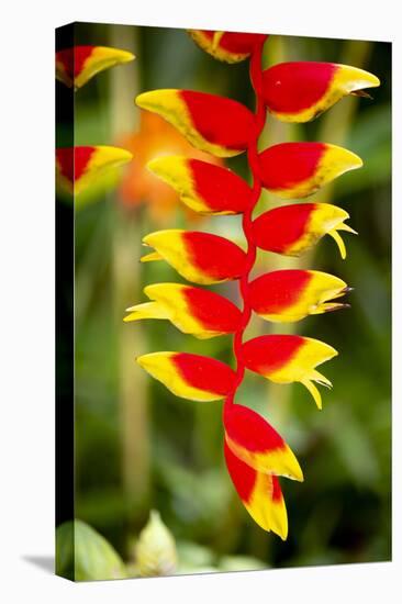 Belize, Central America. Orange and red parrots beak flower.-Tom Norring-Premier Image Canvas