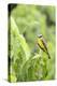 Belize, Central America. Tropical Kingbird.-Tom Norring-Premier Image Canvas