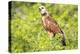 Belize, Crooked Tree Wildlife Sanctuary. Black-collared Hawk calls from a perch.-Elizabeth Boehm-Premier Image Canvas