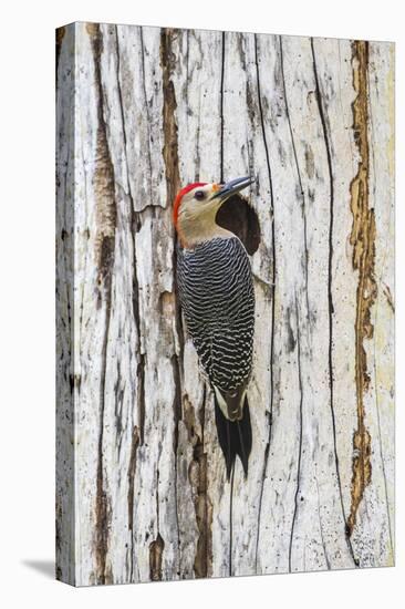 Belize, Crooked Tree Wildlife Sanctuary. Golden-fronted Woodpecker sitting at the nest cavity-Elizabeth Boehm-Premier Image Canvas