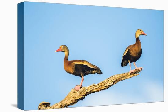 Belize, Crooked Tree Wildlife Sanctuary. Two Black-bellied Tree Ducks perch on a snag.-Elizabeth Boehm-Premier Image Canvas