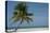 Belize. Goff Caye. Palm Tree and White Sand Beach-Cindy Miller Hopkins-Premier Image Canvas