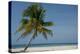 Belize. Goff Caye. Palm Tree and White Sand Beach-Cindy Miller Hopkins-Premier Image Canvas