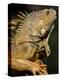 Belize, San Iguacio, Green Iguana-Jane Sweeney-Premier Image Canvas