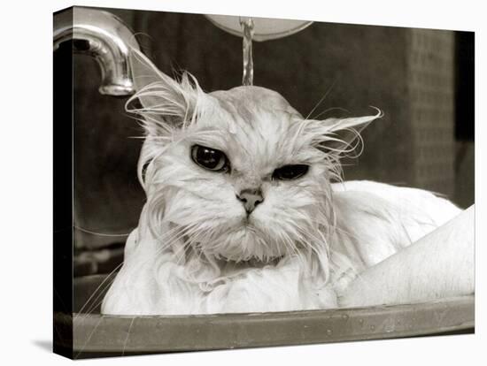 Bella the Persian Cat Gets a Soaking to Prepare Her for Shows, April 1985-null-Premier Image Canvas