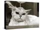 Bella the Persian Cat Gets a Soaking to Prepare Her for Shows, April 1985-null-Premier Image Canvas