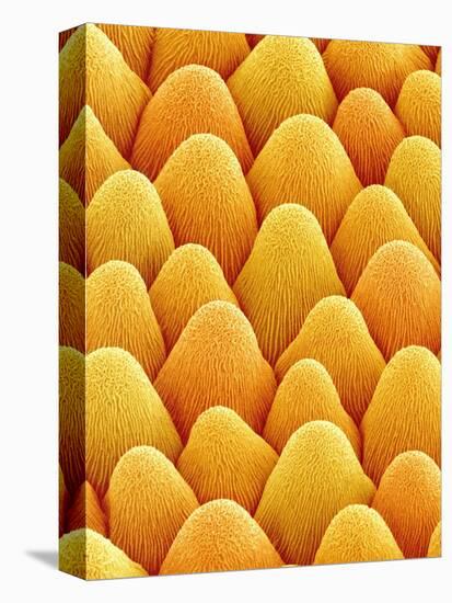 Bellflower Petal-Micro Discovery-Premier Image Canvas