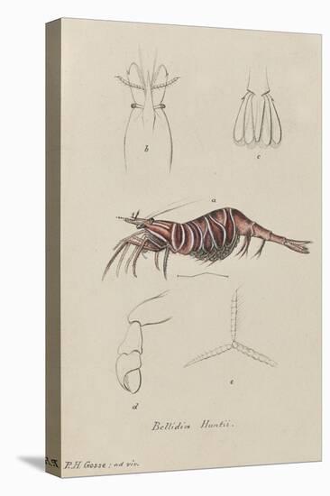 Bellidia Huntii: Shrimp-Philip Henry Gosse-Premier Image Canvas