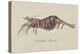 Bellidia Huntii: Shrimp-Philip Henry Gosse-Premier Image Canvas